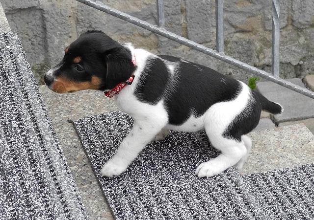 ImJuniHund2011