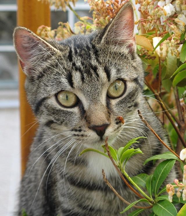 TigerBlumen