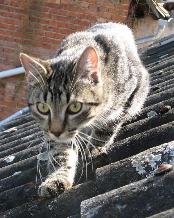 TigerDach