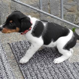 ImJuniHund2011