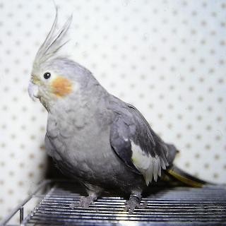 PICT0043
