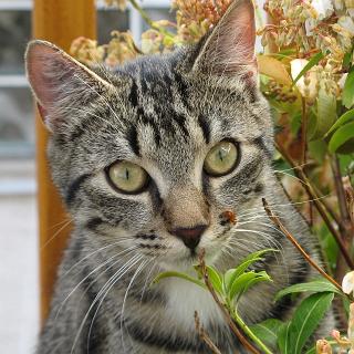 TigerBlumen