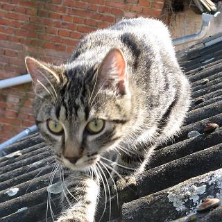 TigerDach